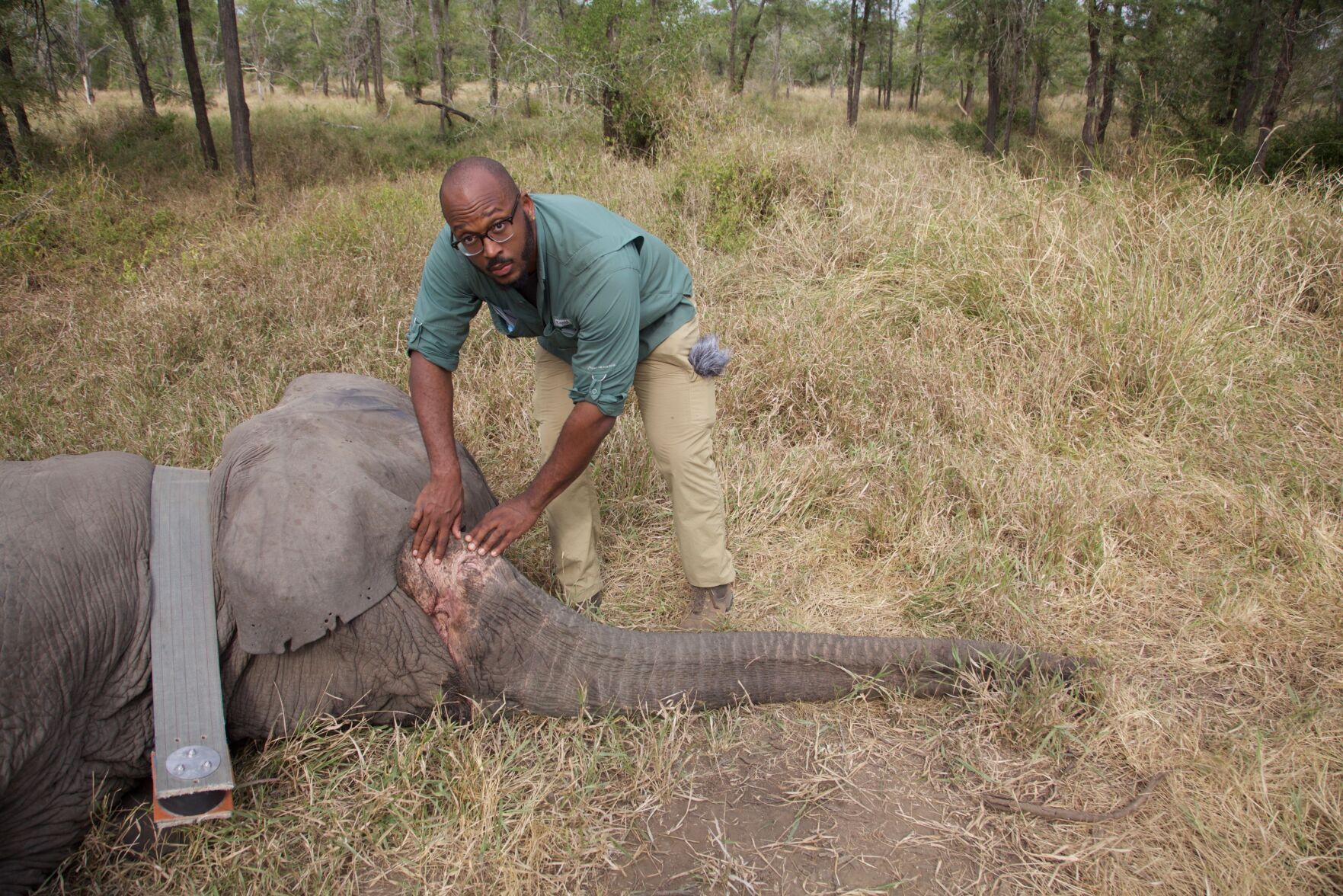 Elephants Missing Tusks